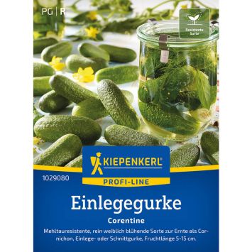 Gurke 'Corentine' (Einlegegurke), F1