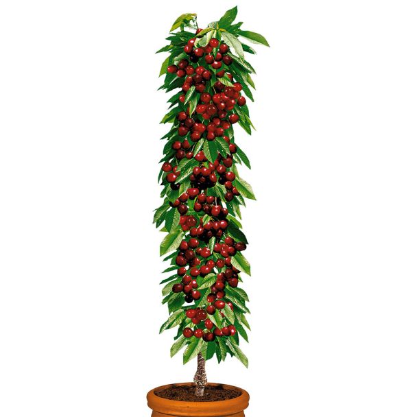 Säulenobstbaum Kirsche 'Victoria', einjährig | Säulen-Obstgehölze |  Kirschen | Obst | Ahrens+Sieberz - Pflanzenversand & Gartenbedarf