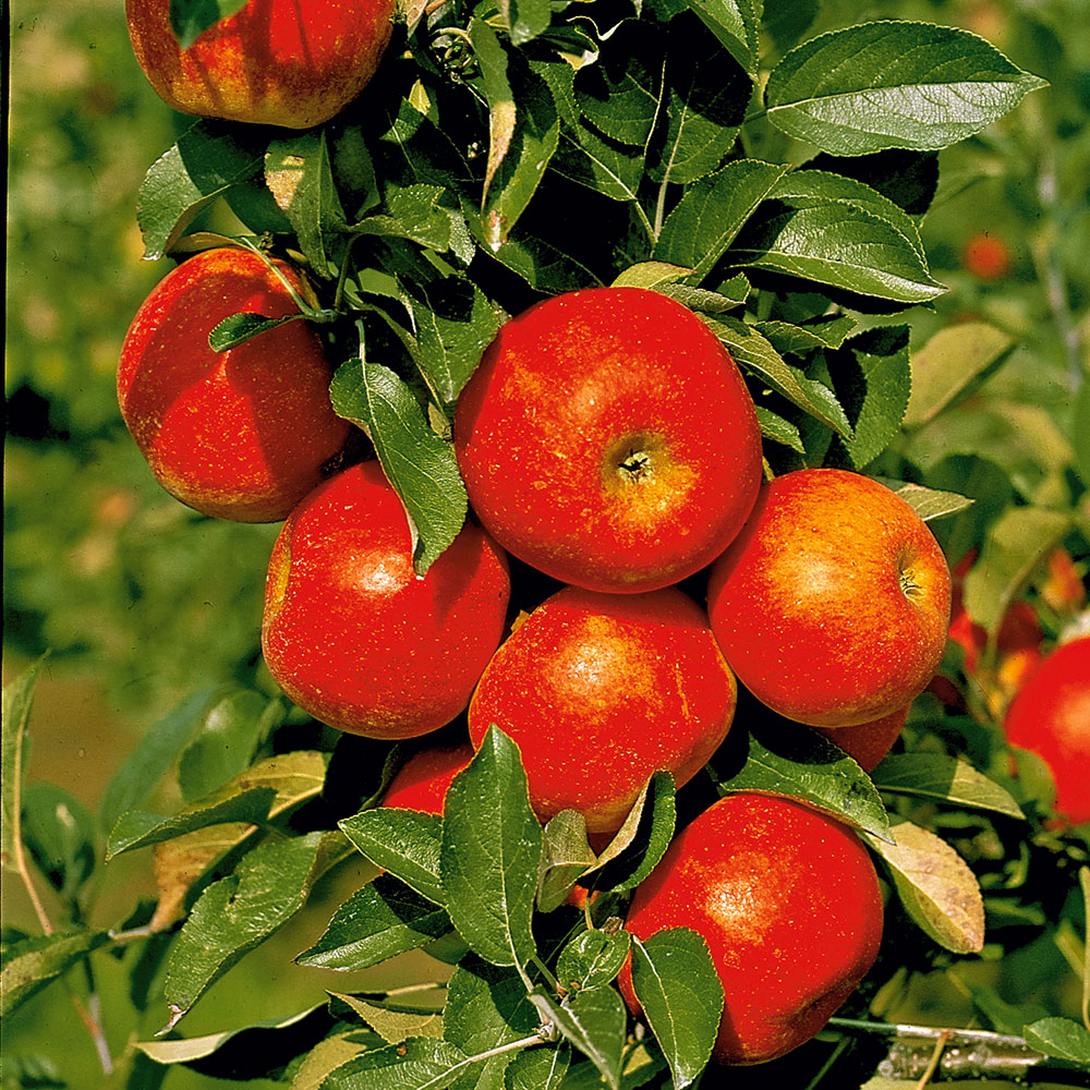 U-Form-Winterapfel | U-Form-Obstgehölze Gartenbedarf \'Cox Obst | | - | Orangen-Renette\' & Äpfel Ahrens+Sieberz Pflanzenversand