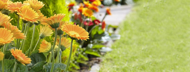 Stauden Ahrens Sieberz Pflanzenversand Gartenbedarf