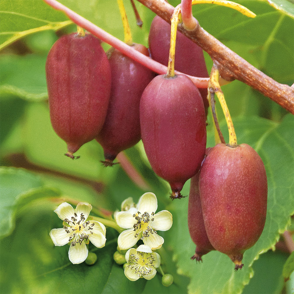 Trauben KiwiBerry® 'Red Jumbo' Kiwis Obst Ahrens