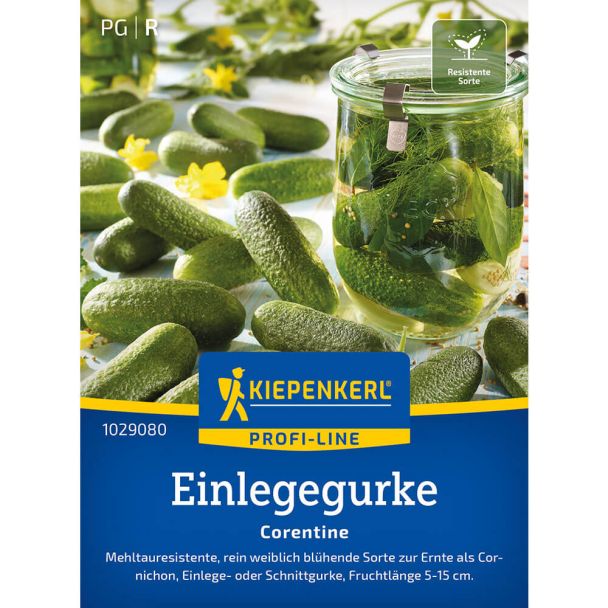 Gurke 'Corentine' (Einlegegurke), F1