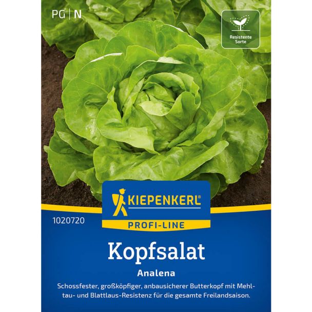 Kopfsalat Analena