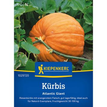 Kürbis 'Atlantic Giant'