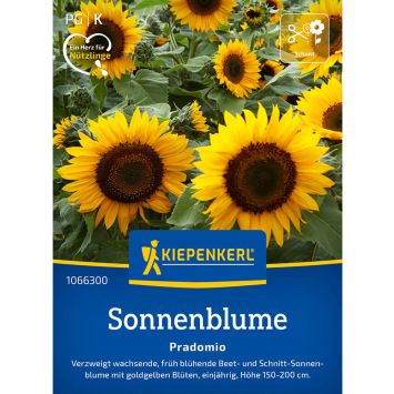 Sonnenblume Pradomio