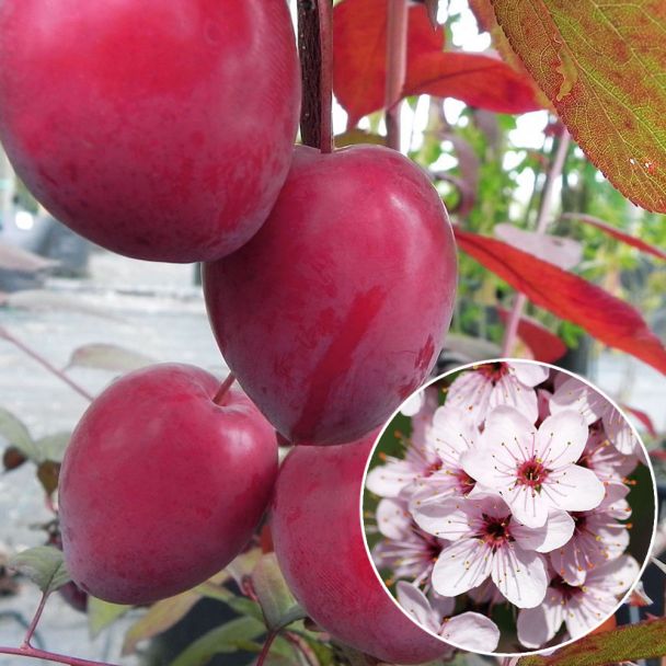 Blutpflaume | Obstgehölz | | Pflanzenversand | Ahrens+Sieberz & & Zwetschen Obst Pflaumen - Gartenbedarf