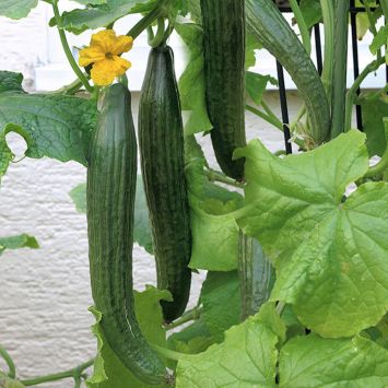 Ahrens Sieberz Pflanzenversand Gartenbedarf