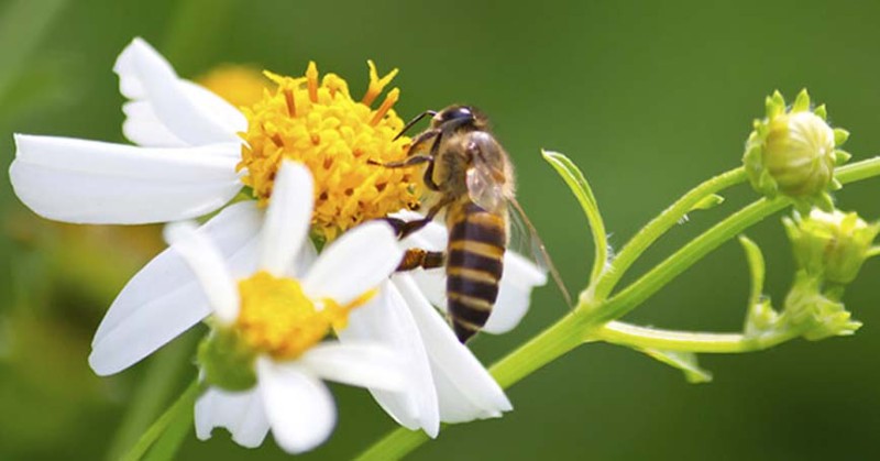 Bienenzeit, Themenwelten, Einkaufswelt