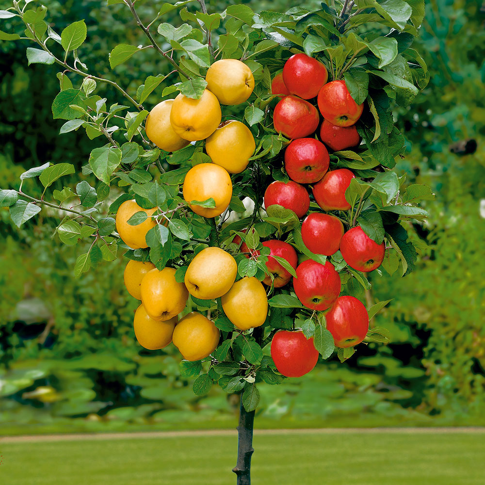Apfel-Duo | Duo-Obstgehölze Gartenbedarf Ahrens+Sieberz - | | Äpfel | & Pflanzenversand Obst