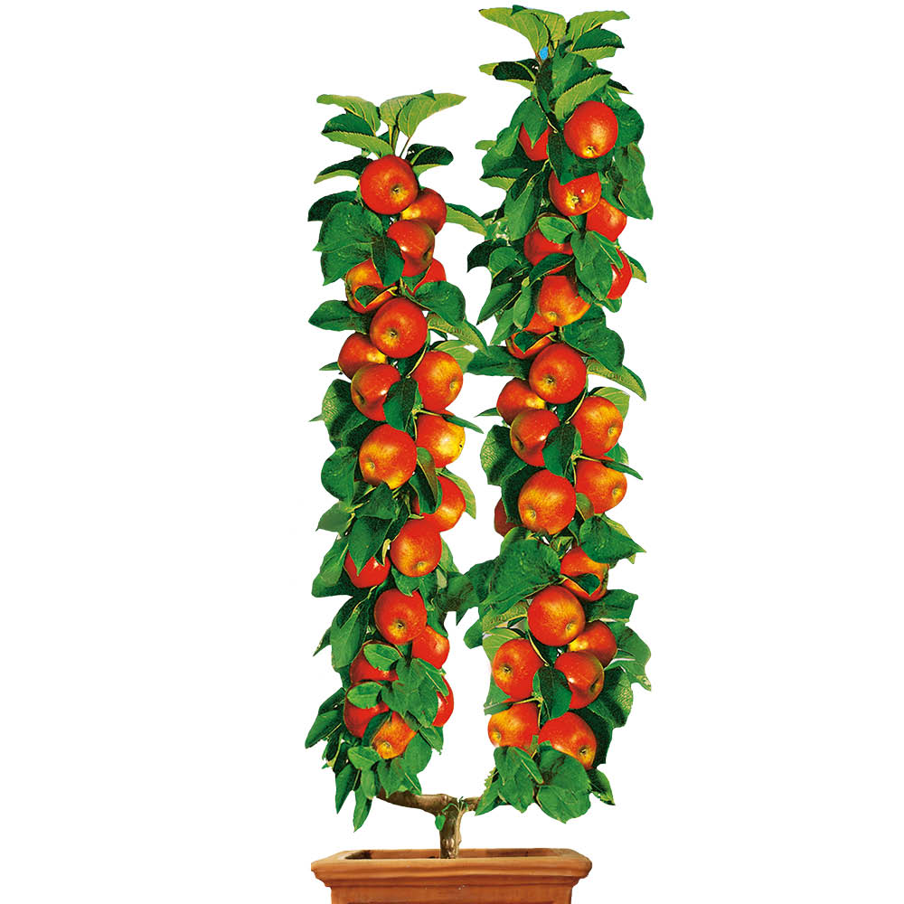 - | Orangen-Renette\' Äpfel Ahrens+Sieberz \'Cox Obst U-Form-Winterapfel | | U-Form-Obstgehölze Pflanzenversand Gartenbedarf | &