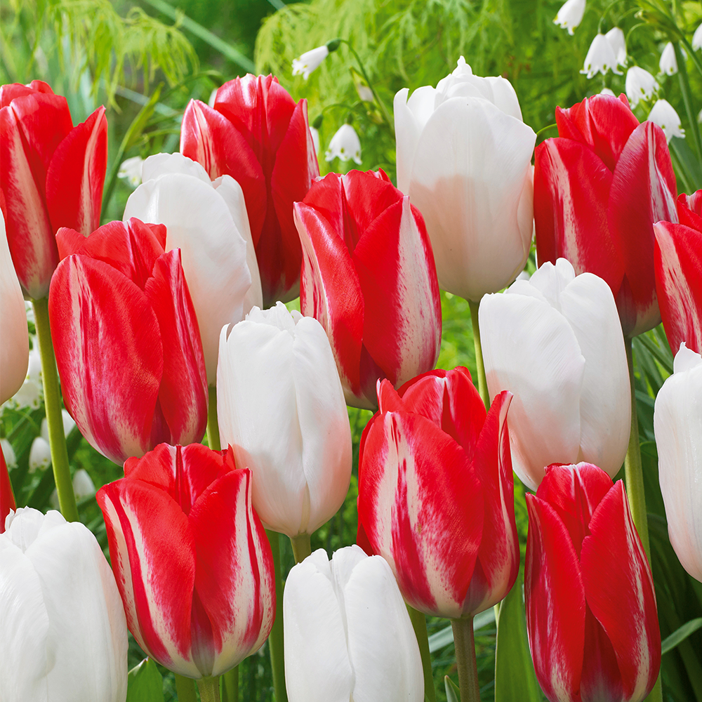 Tulpen Mix Mit Hakuun Und Spryng Break Kaufen Ahrens Sieberz