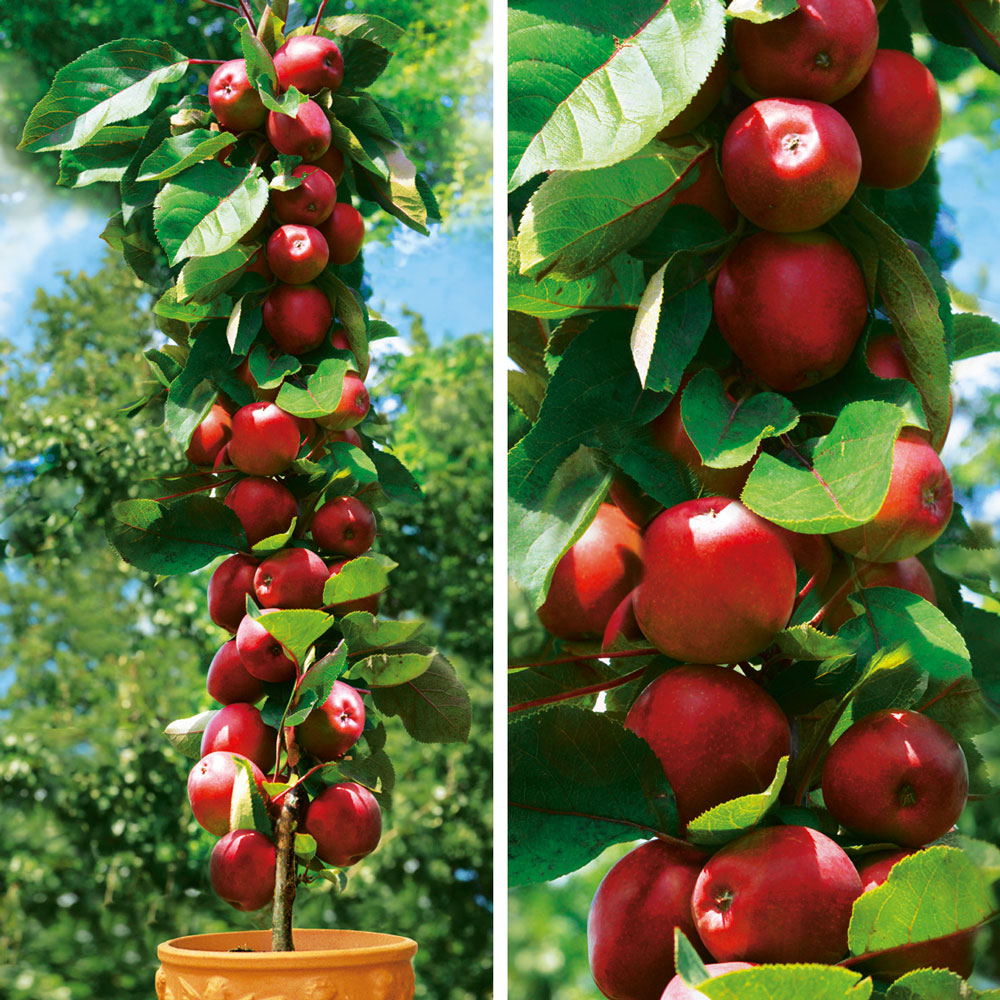 Säulenobstbaum Apfel Redcats®, zweijährig Säulen-Obstgehölze | & | Äpfel Obst | - Ahrens+Sieberz Pflanzenversand | Gartenbedarf