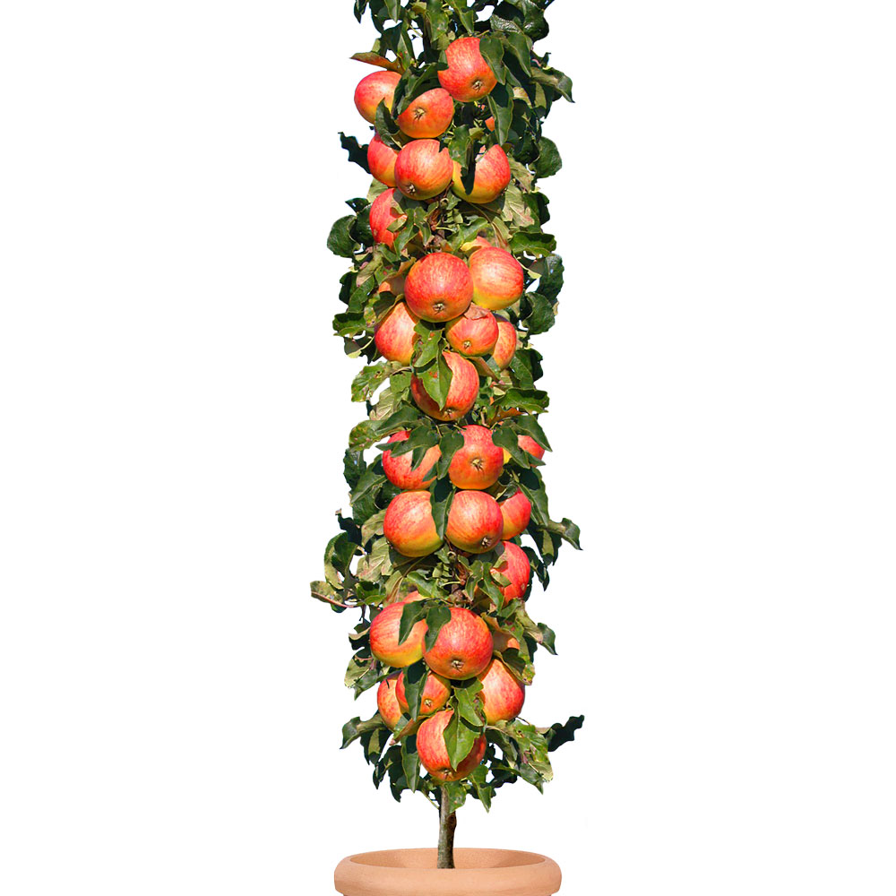| Gartenbedarf Säulenobstbaum Pflanzenversand Äpfel - Ahrens+Sieberz \'Starcats®\', | Säulen-Obstgehölze & | | Obst einjährig Apfel