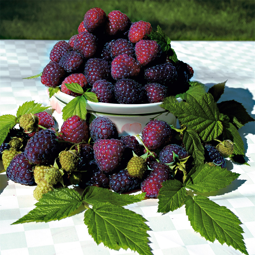 Purple Raspberry | Strauch | Brombeeren | Obst | Ahrens+Sieberz -  Pflanzenversand & Gartenbedarf