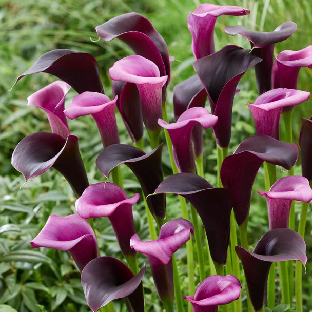 Calla Midnight Symphony