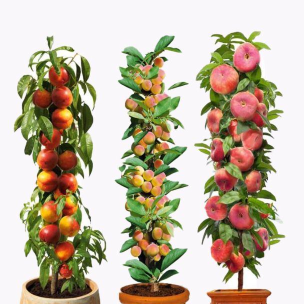 Säulenobst im Sparset kaufen & - Pflanzenversand Gartenbedarf | Ahrens+Sieberz