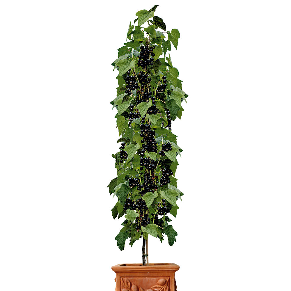 Säulen-Johannisbeere \'Titania®\', Schwarz | | | Obst Pflanzenversand & Johannisbeeren Ahrens+Sieberz Gartenbedarf | - Säulen-Obstgehölze
