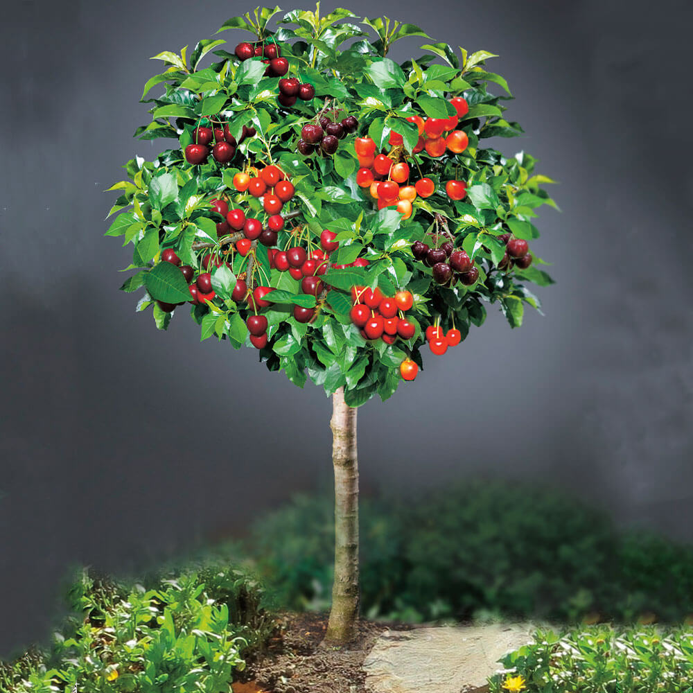 Kirschbaum Grande Familia kaufen | Pflanzenversand Ahrens+Sieberz & Gartenbedarf 
