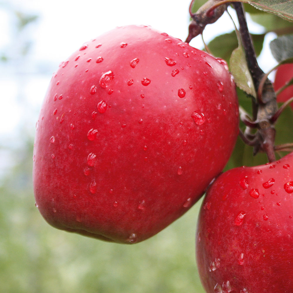 Redlove®' Odysso® - Winterapfel Obstgehölz | Äpfel | Obst | Ahrens+Sieberz - Pflanzenversand & Gartenbedarf