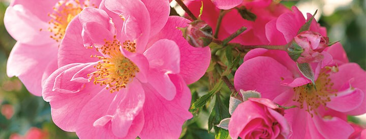 Rosen Ahrens Sieberz Pflanzenversand Gartenbedarf