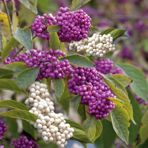 Callicarpa Liebespaar