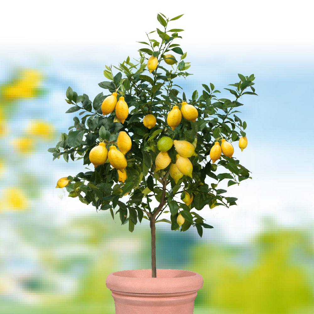 Zitronenbaum \'Sorrento\' kaufen | Gartenbedarf Ahrens+Sieberz & Pflanzenversand 