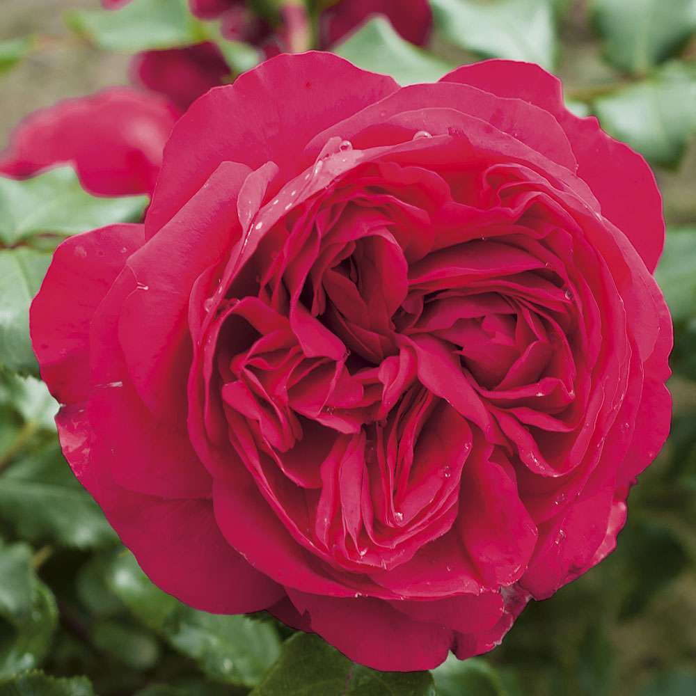 Роза red eden rose фото и описание
