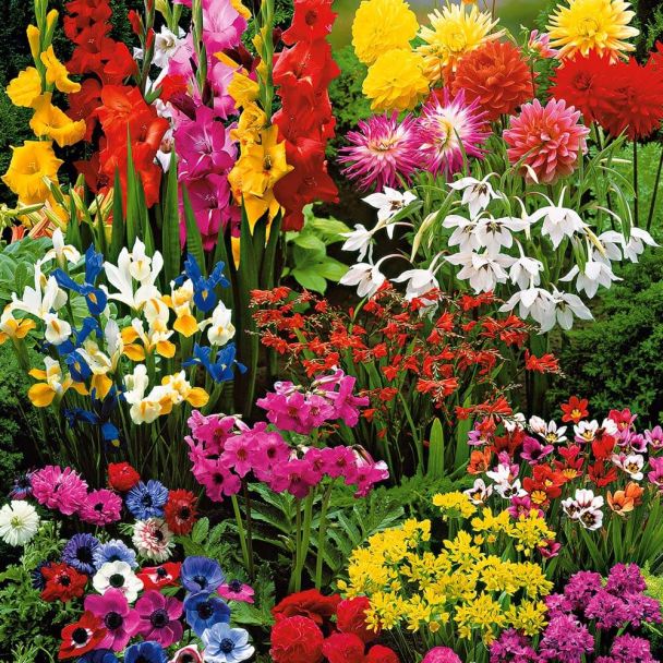 Sommer-Prunkgarten 75 Blumenzwiebeln | Blumenzwiebel - Mischungen |  Blumenzwiebeln | Ahrens+Sieberz - Pflanzenversand & Gartenbedarf