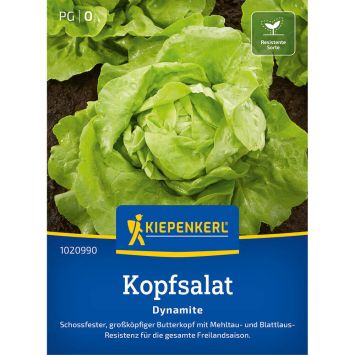 Kopfsalat 'Dynamite'