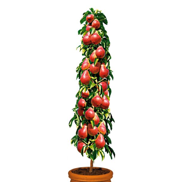 Säulenobstbaum Birne \'Decora\', einjährig Gartenbedarf | | Quitten | & - & Säulen-Obstgehölze Pflanzenversand | Birnen Ahrens+Sieberz Obst