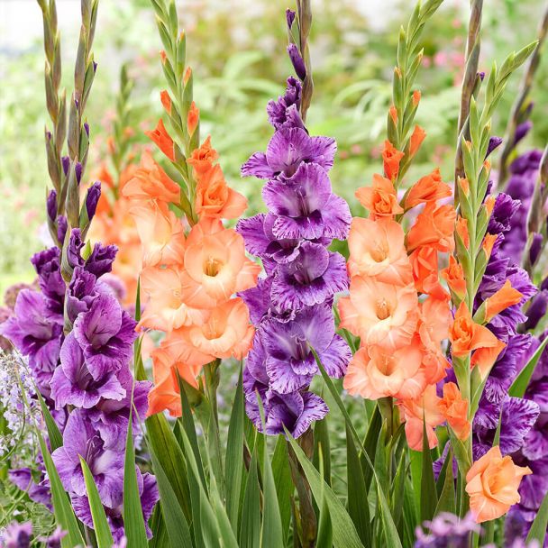 Gladiole Tropical Tango